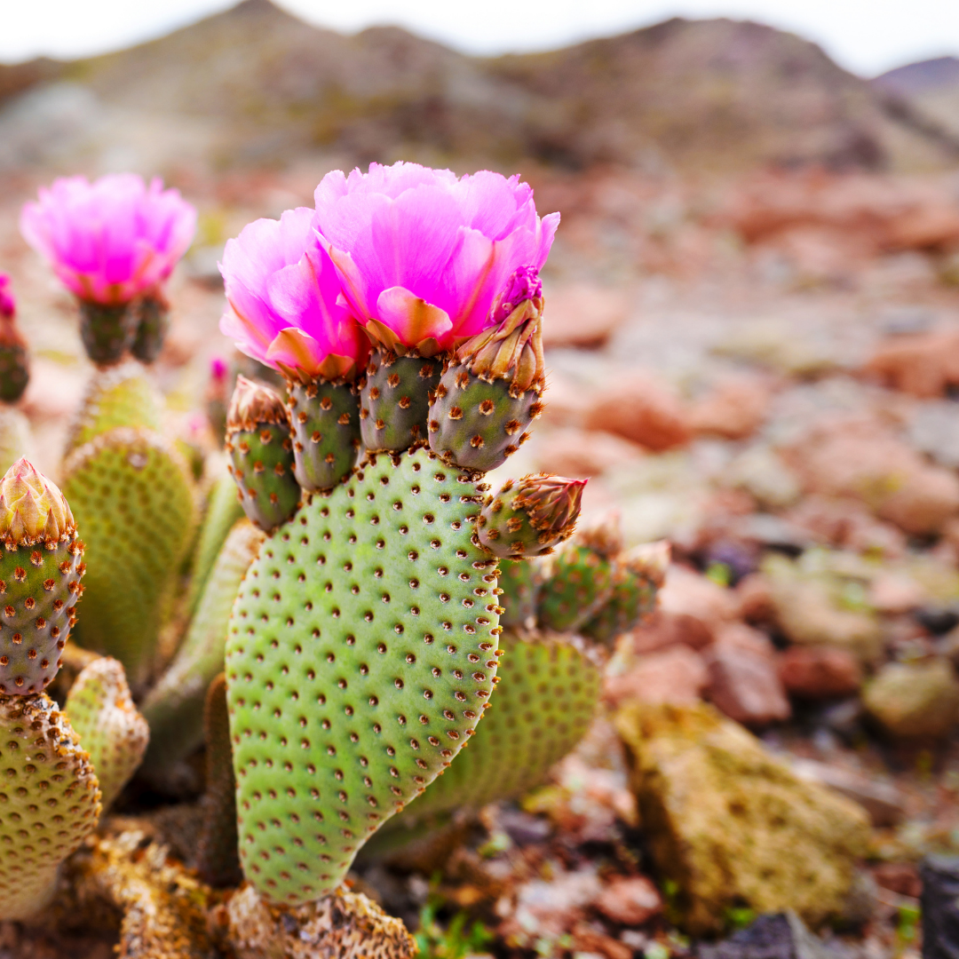 Ein Feigenkaktus mit rosa Blüten in einer trockenen Umgebung. Eine extremophile Pflanze.