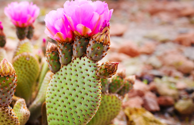 Un cactus à figues de Barbarie avec des fleurs roses dans un environnement aride. Une plante extrêmophile.