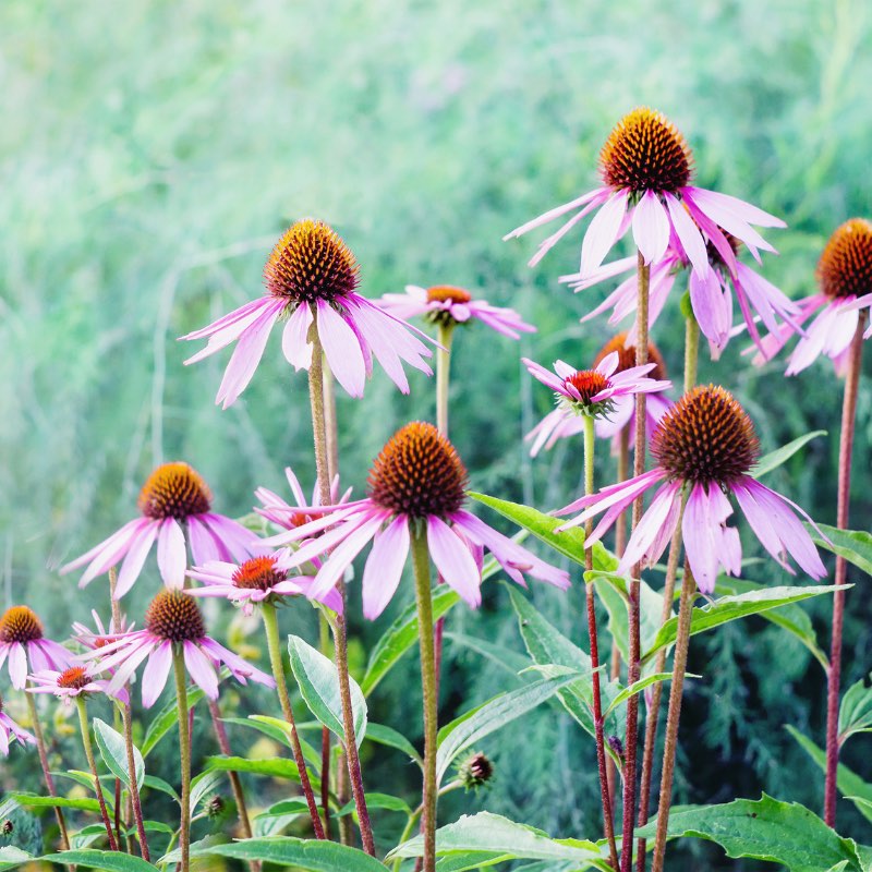 award-winning elixseri serums contain sustainable meristem technology