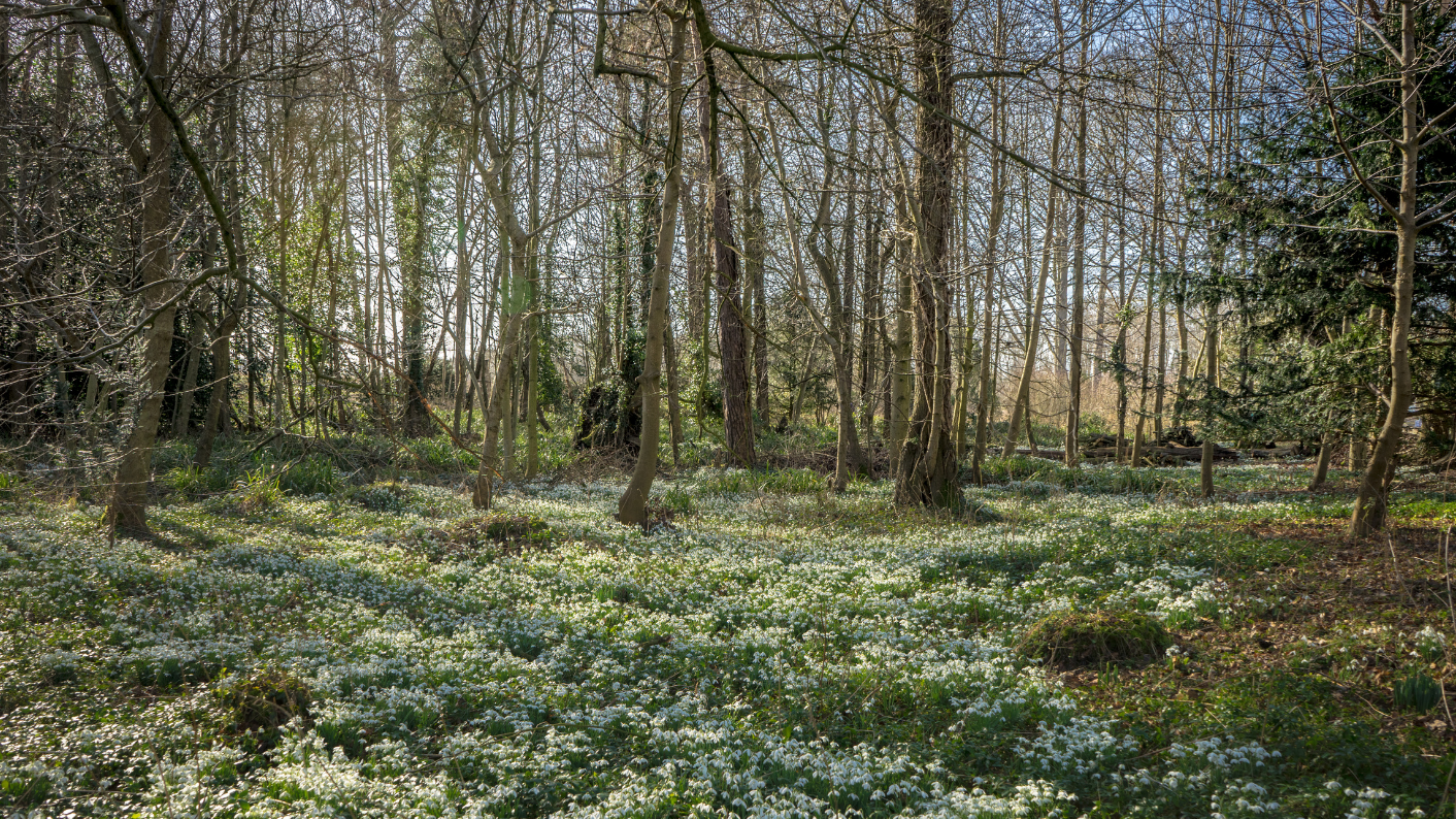 Woodland scene with dappled sunlight shining on a snowdrop covered forest floor. Suzanne Duckett's inspiration is nature.