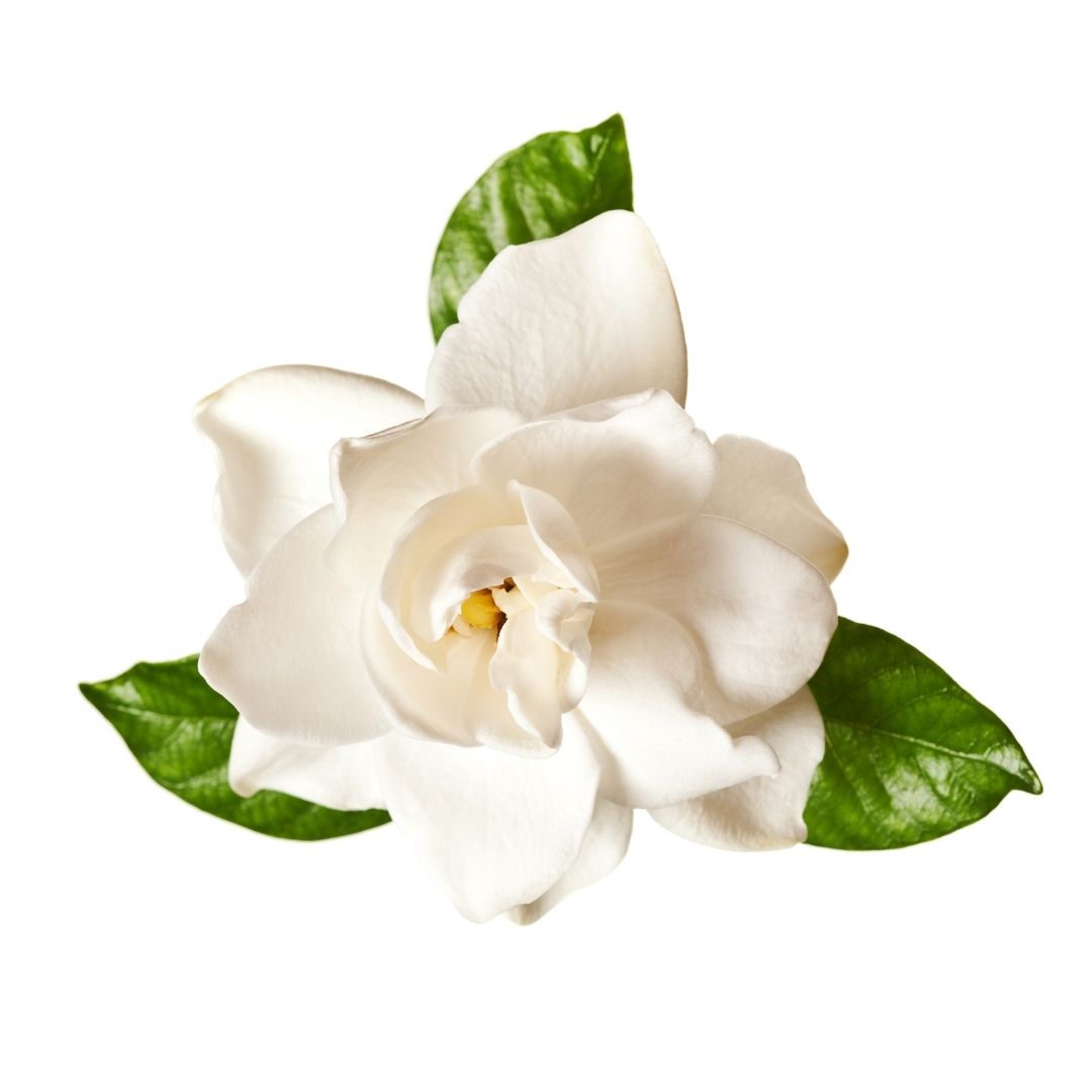A white gardenia flower with green leaves