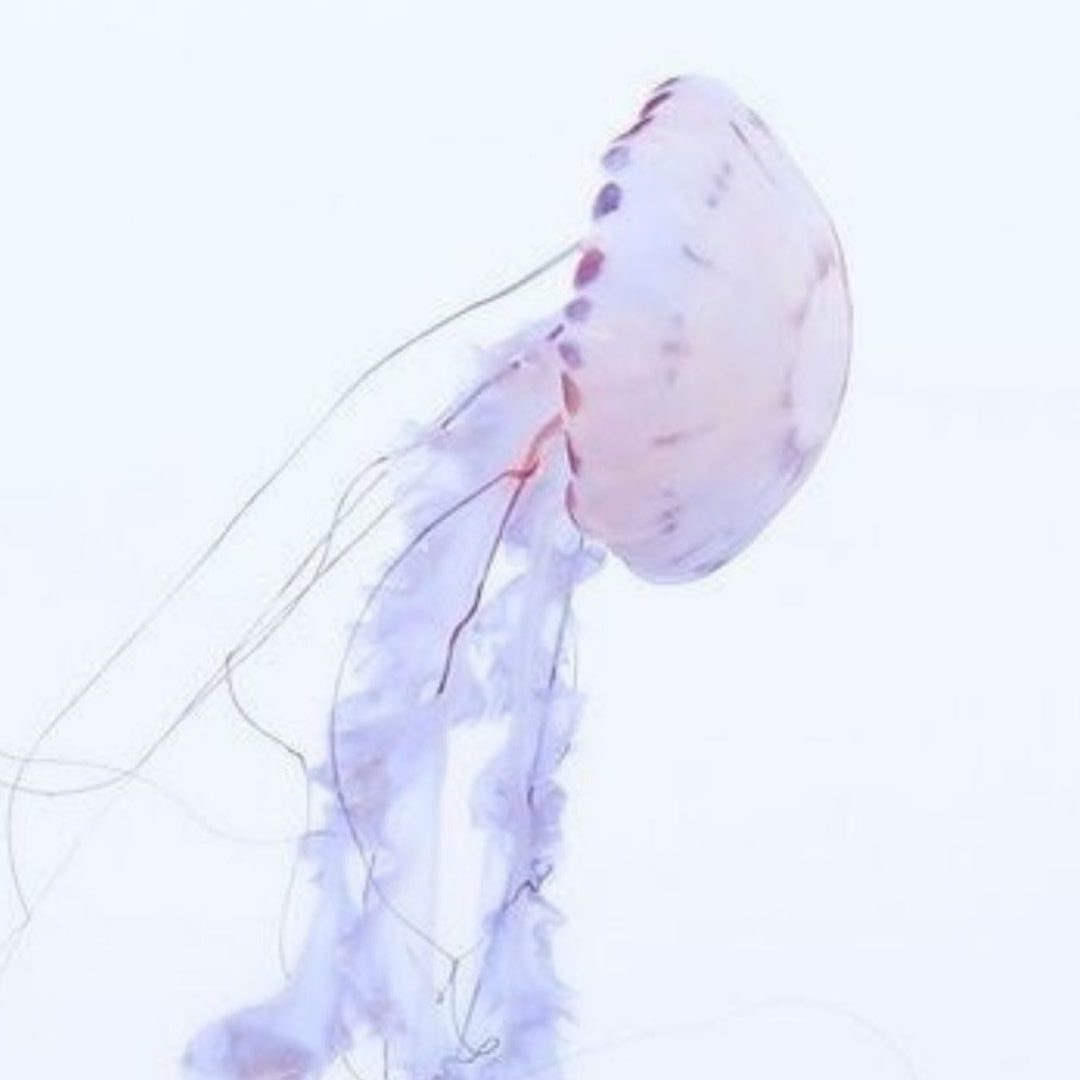 A source of marine collagen is jellyfish floating in water 