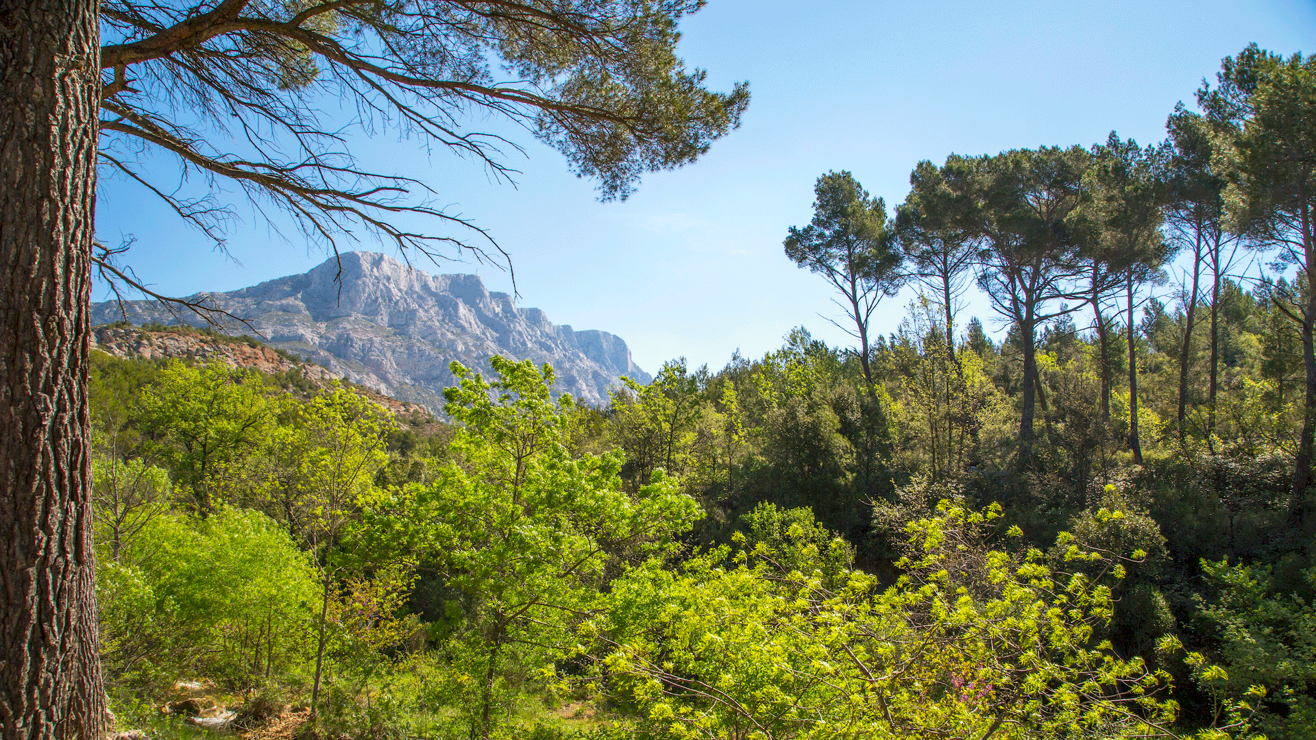 A view of green trees and mountain tops in France. The Provence Forest.