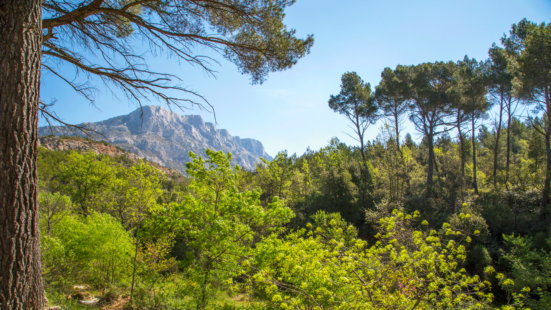 Une vue des arbres verts et des sommets des montagnes en France. La forêt de Provence.