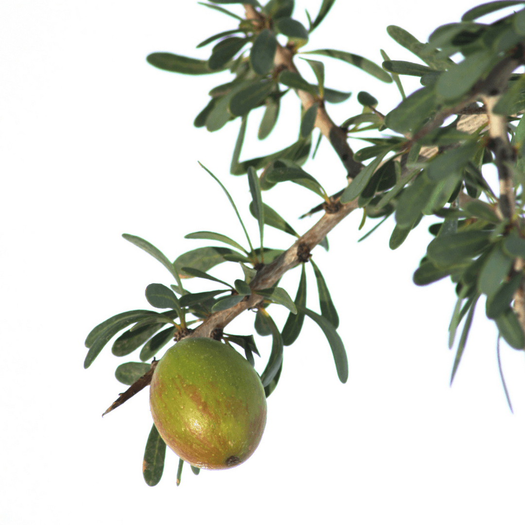 Huile d'argan