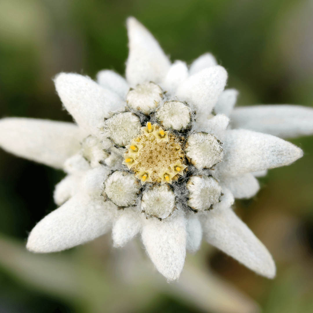 Photo de près d'une fleur d'Edelweiss douce
