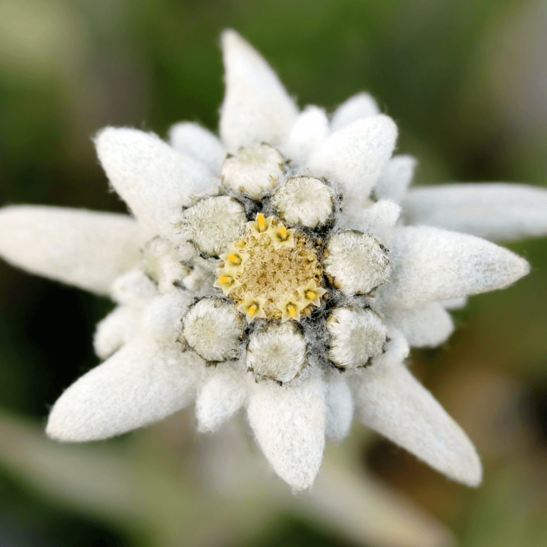 Foto einer zarten Edelweißblüte aus der Nähe