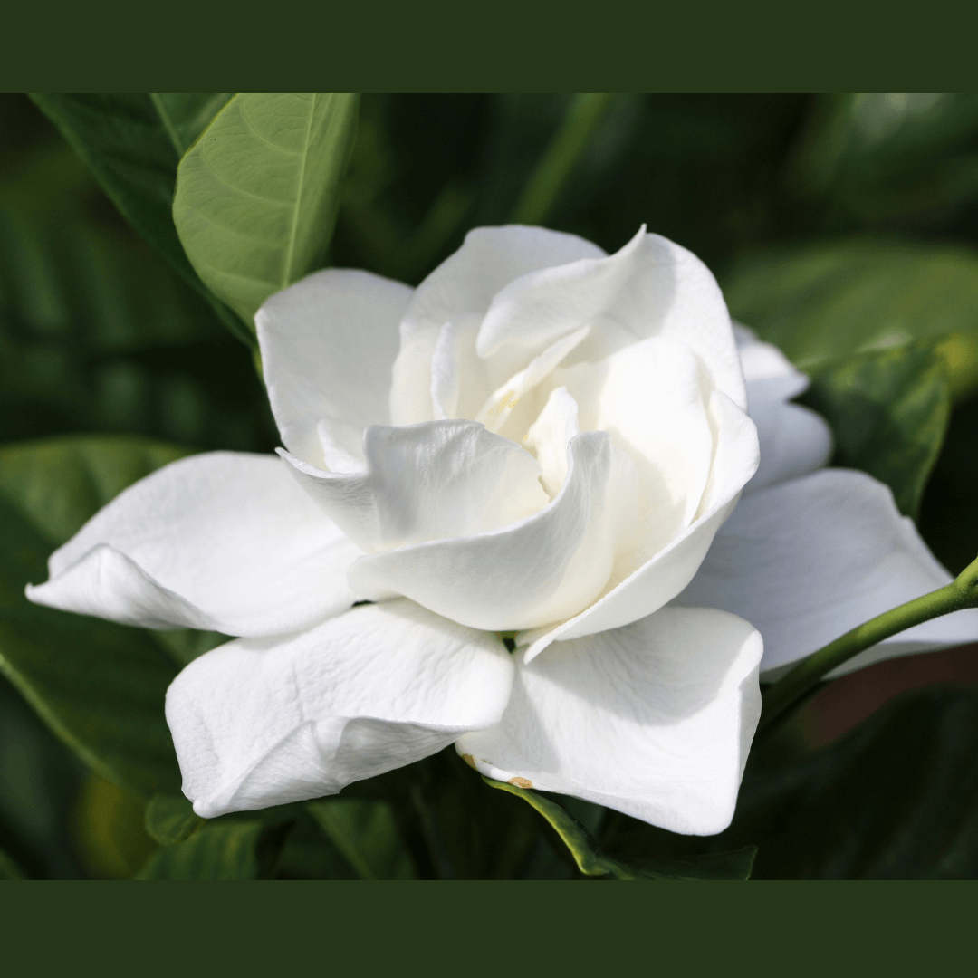 Le méristème de Gardenia préserve et renforce la teneur en collagène de la peau.