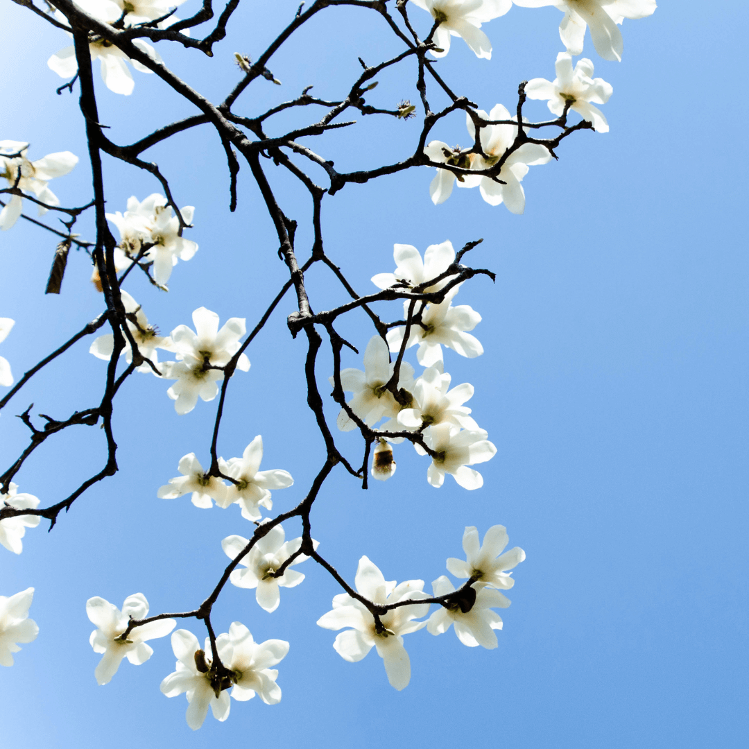 Magnolia Bark's compounds Magnolol and Honokiol, are 1000 times more potent than vitamin E in their antioxidant activity. Their molecules can reduce inflammation which leads to the breakdown of collagen.