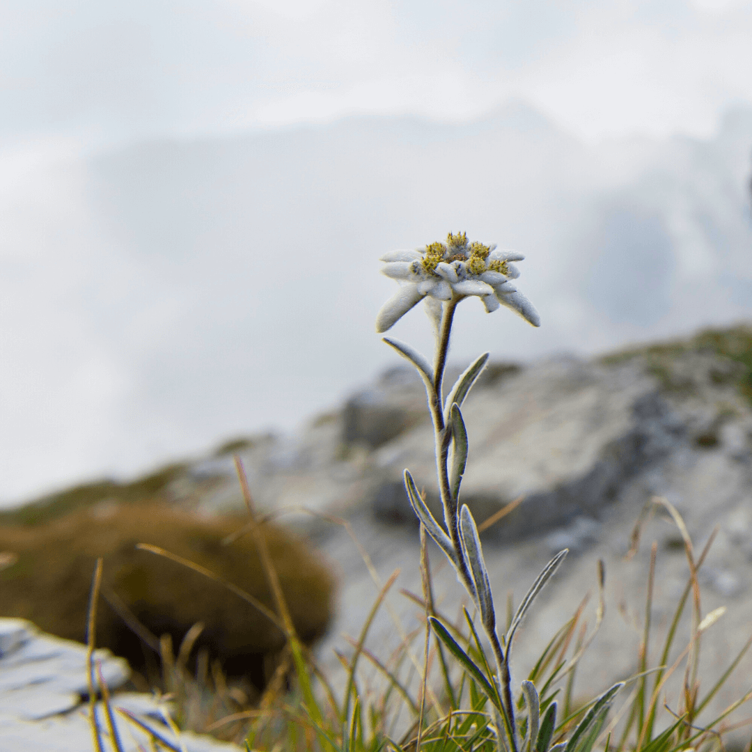 An Edelweiss flower pictured on the side of a mountain. Edelweiss, an extremophile plant, has many skin benefitting nutrients and is 3 times more powerful than Vitamin C in antioxidant activity. 