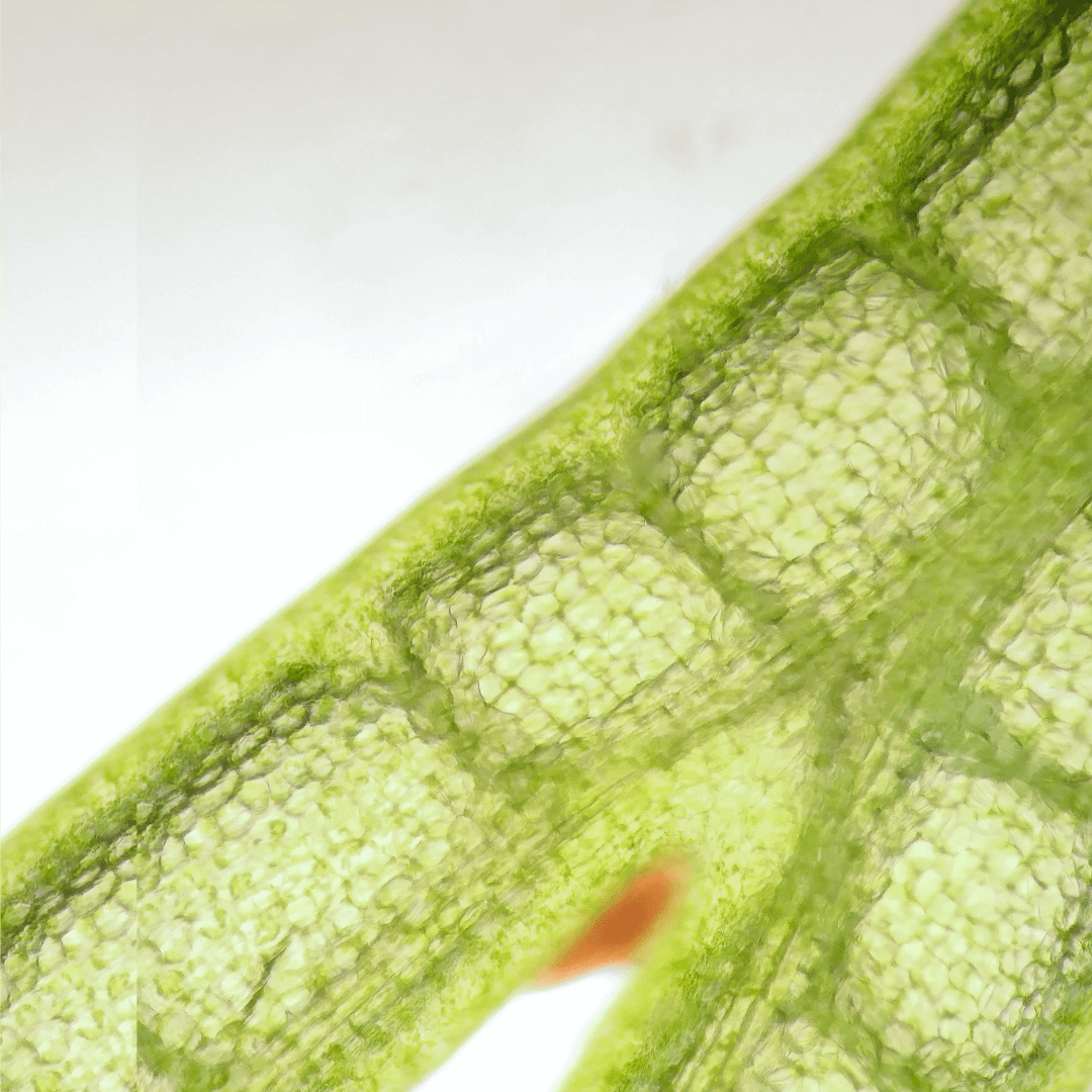 A close up image of a green plant meristem.