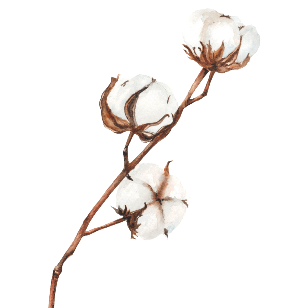 Arabian Cotton ist ein hervorragender Entzündungshemmer und Antioxidant. Das Meristem der arabischen Baumwolle wird im Serum Elixseri Skin Meditation verwendet.