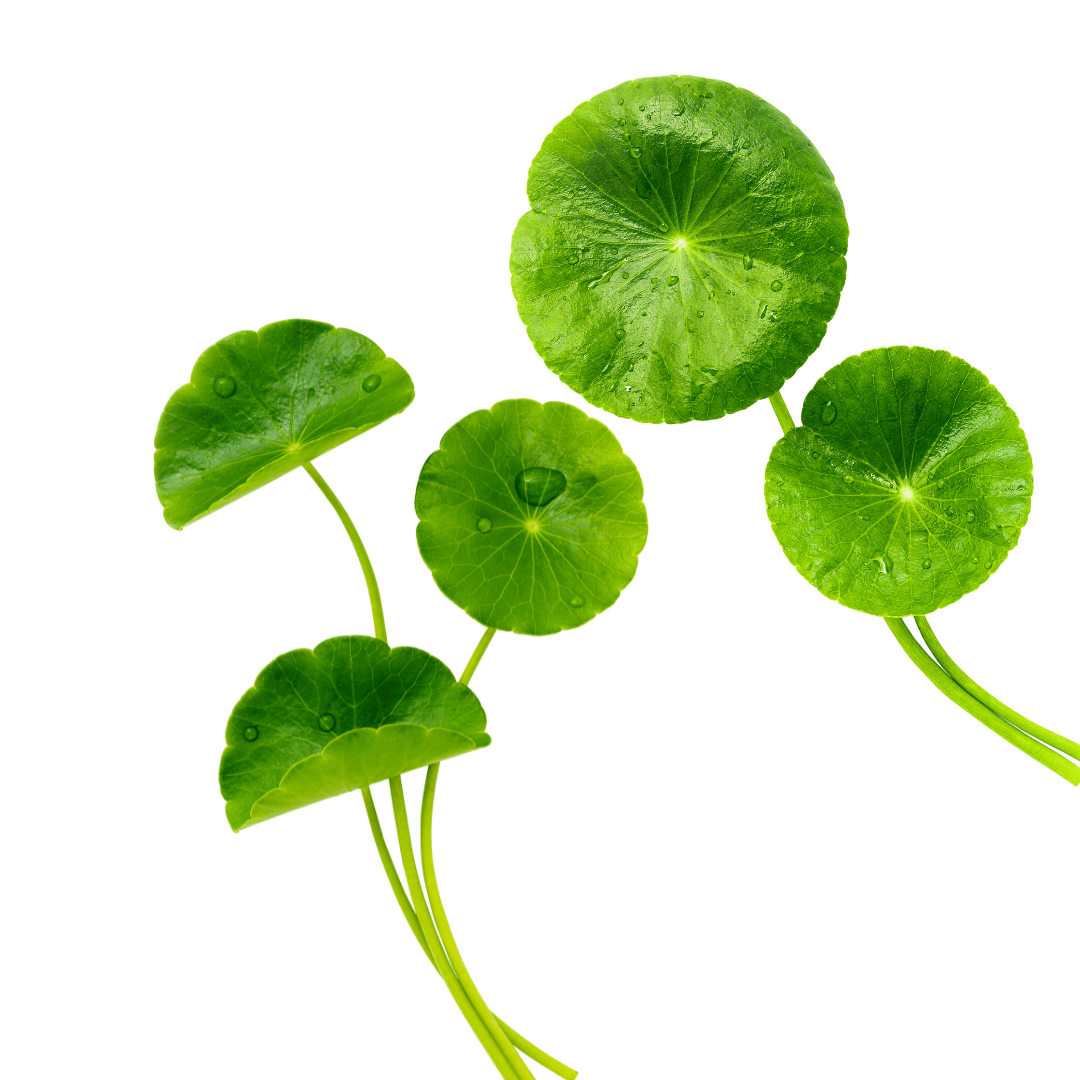 Centella Asiatica hat eine starke antioxidative und entzündungshemmende Wirkung zum Schutz der Haut. Centella Asiatica Meristem in Elixseri Smooth Player und Skin Meditation Seren verwendet.