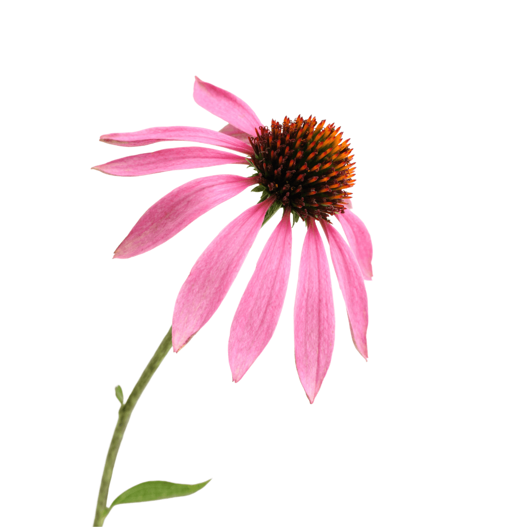 Une fleur d'échinacée. Il est scientifiquement prouvé que le méristème d'échinacée réduit l'inflammation et favorise la régénération cellulaire. Il est utilisé dans le sérum Elixseri Skin Meditation.