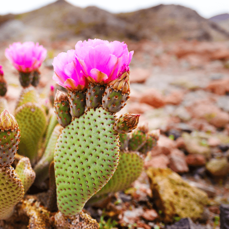 A prickly pear cactus with pink flowers in an arid environment. An extremophile plant.