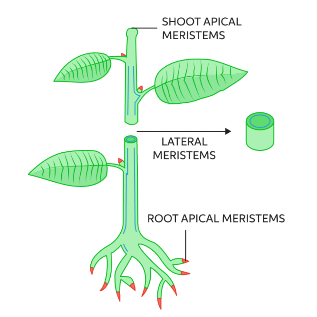 Ein Diagramm, das ein Pflanzenmeristem zeigt