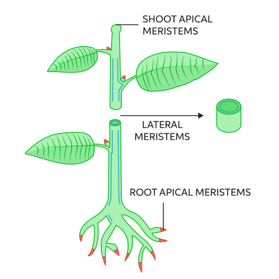 Schéma représentant un méristème végétal