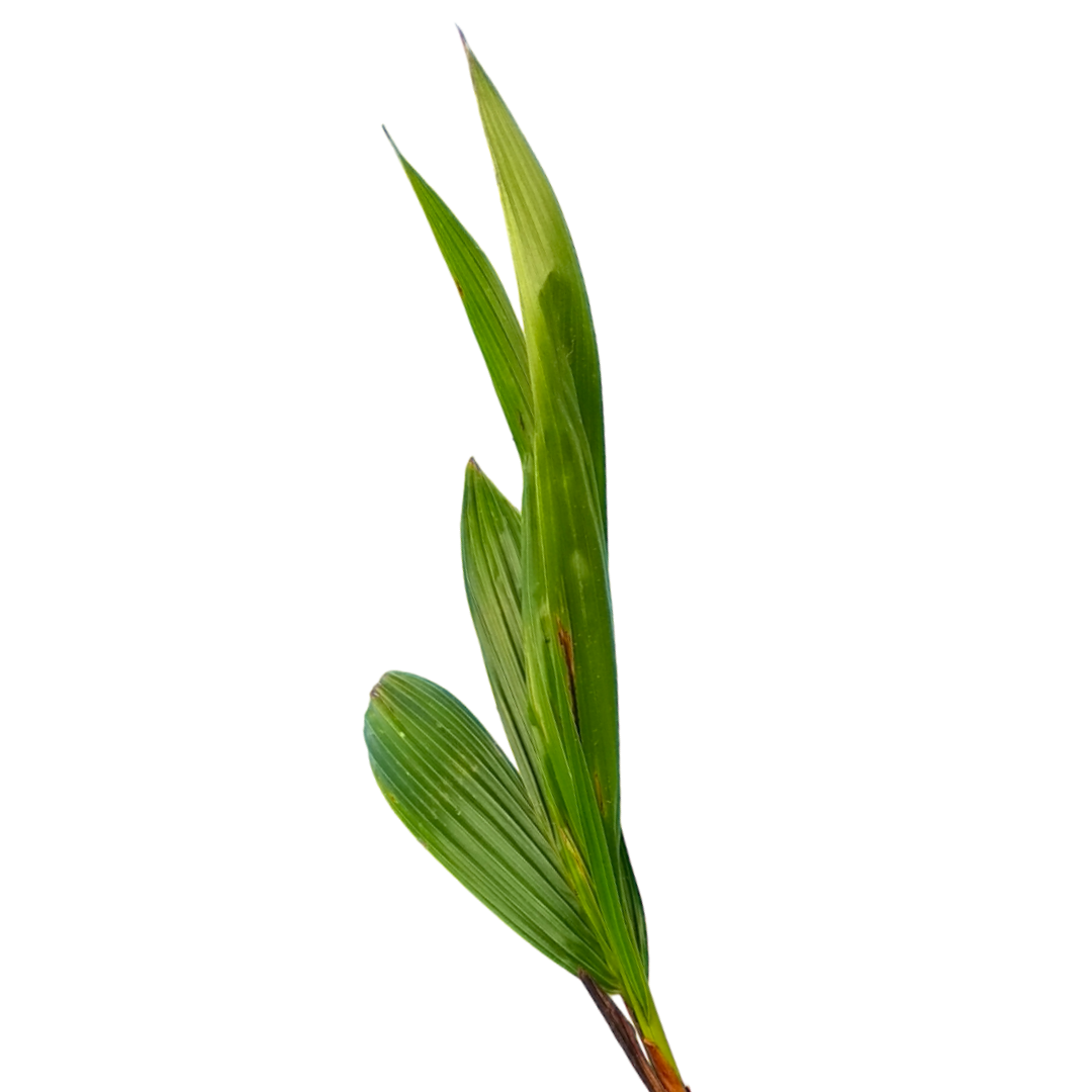 Eine Sojapflanze, die von Natur aus reich an Vitamin E ist. Soja-Meristem wird in Elixseri Smooth Player Serum verwendet.