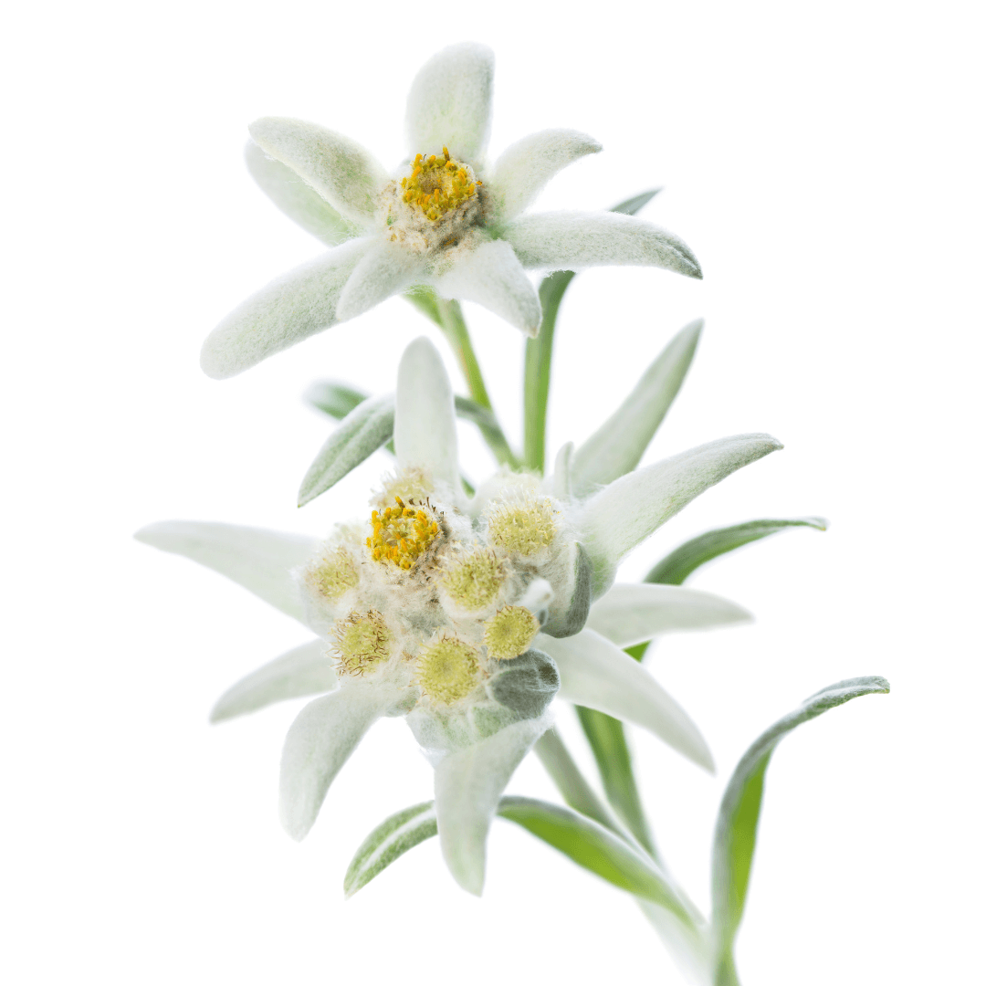 Une fleur d'Edelweiss. Le méristème d'Edelweiss, un puissant antioxydant, trois fois plus que la vitamine C, utilisé dans le sérum Elixseri Opening Act.