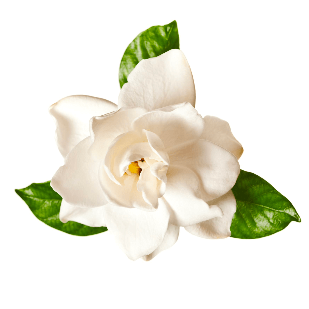 A Gardenia flower. Gardenia meristem preserves and stimulates collagen, used in Elixseri Rescue Diver and Firm Conviction serums.
