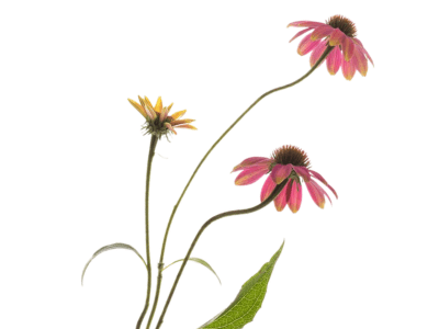 Echinacea meristem, found in Elixseri Skin Meditation serum, is scientifically proven to reduce inflammation, promote cell regeneration, and stimulate collagen production.