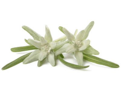 Edelweiss Meristem, found in Elixseri Opening Act resurfacing serum is one of the most powerful antioxidants. It offers a high level of natural photoprotection against UV rays as well as protection against skin irritation.
