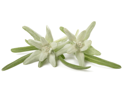 Edelweiss Meristem, das in Elixseri Opening Act resurfacing serum enthalten ist, ist eines der stärksten Antioxidantien. Es bietet ein hohes Maß an natürlichem Lichtschutz gegen UV-Strahlen sowie Schutz gegen Hautreizungen.