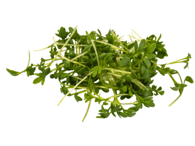 Swiss Garden Cress, found in Elixseri Skin Meditation serum, has the proven ability to detoxify environmental pollutants and toxins that can lead to pigmentation in the skin.